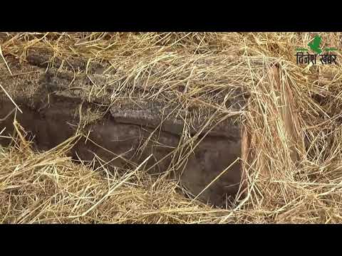 कैलालीको भारताल साझेदारी वनमा पदाधिकारी र कर्मचारीको मिलेमतोमा काठ चोरी