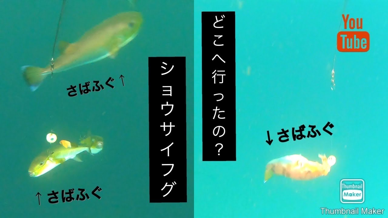 年10月24日敷嶋丸釣果報告 フグ釣り 水中動画 第二弾 Youtube
