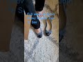 Black Tipped Denim Flats
