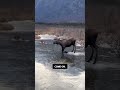 This Moose Needs Some Ice Skates! 🦌⛸️ #shorts #animals #nature #moose #ice #winter #funny