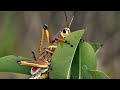 A World of Small Wonders SD 480p