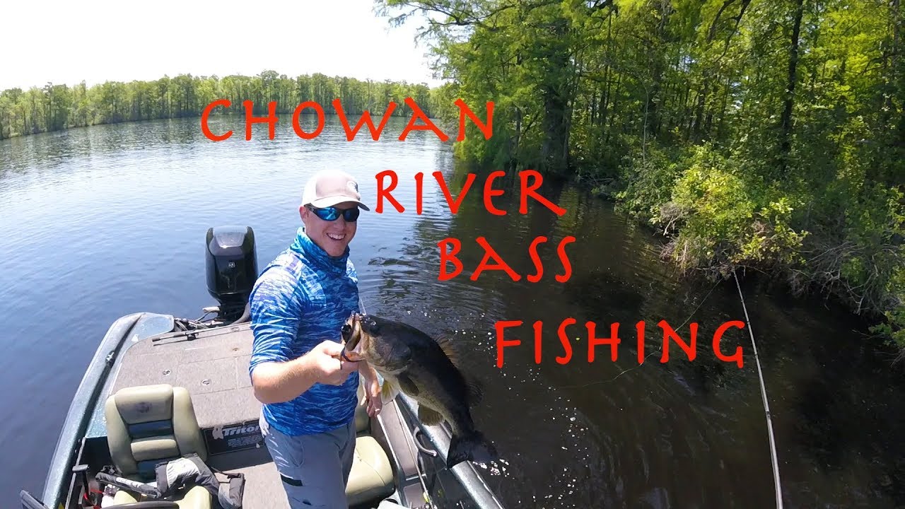 Chowan River Bass Fishing YouTube