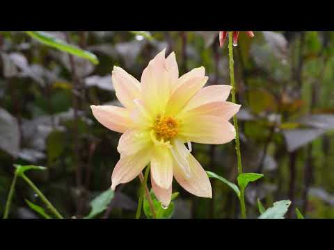 蓼科ガーデン全体