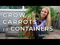 Grow Carrots in Containers (DIY Pallet Planter)