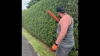 Cedar Hedge Trimming