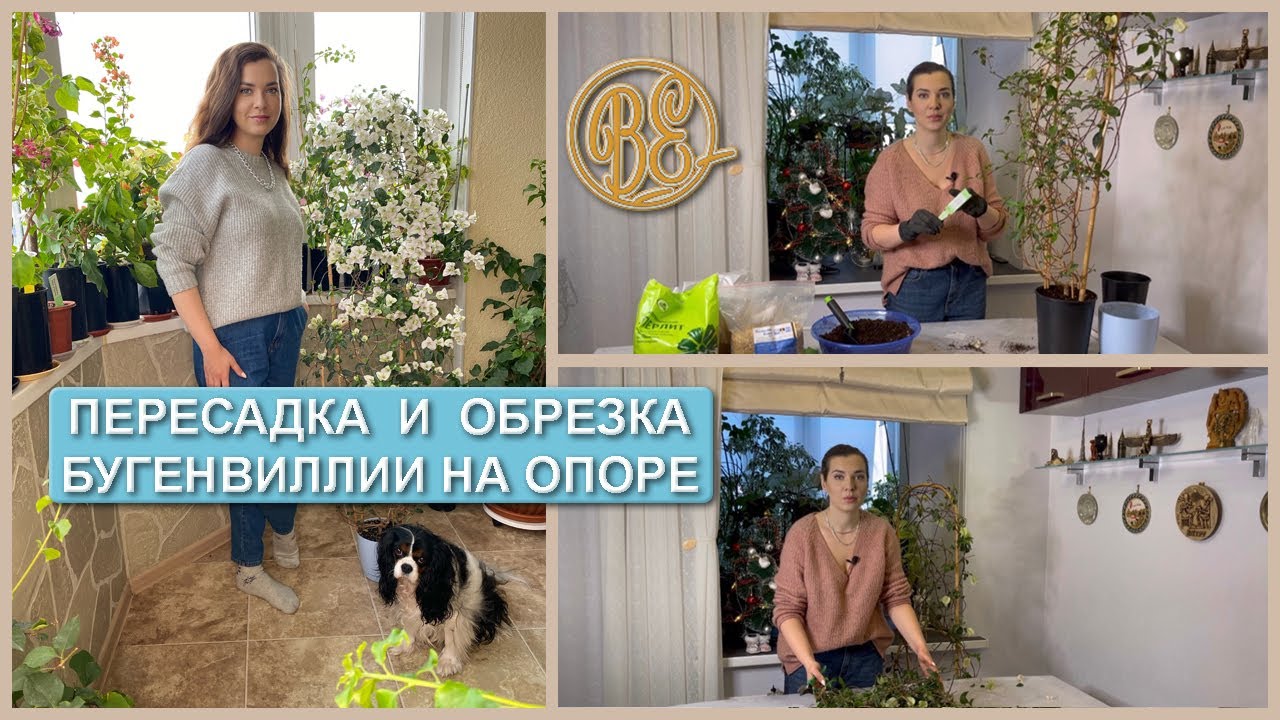 Пересадка и обрезка бугенвиллии, сформированной на опоре