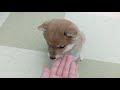 【生後59日】目がぜんぜん合わない | VLOG#04 【豆柴】The shy Shiba Inu puppy