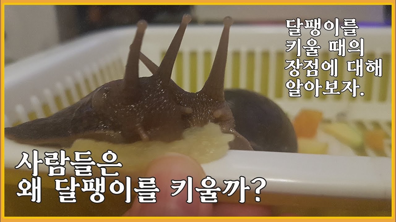 사람들은 왜 달팽이를 키울까?