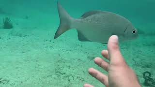 Caribbean Chaos: Cozumel, Jamaica, Bahamas Dive Frenzy! 🌊💥