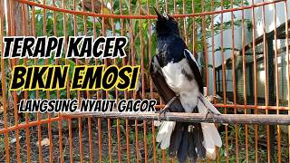 AWAS KACERMU KONSLET JEBOL EMOSINYA DENGAR INI LANGSUNG ON BONGKAR ISIAN !! KACER GACOR ISIAN..