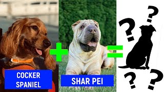 20 Unbelievable CUTE crossbreed DOGs | Part 2 | hybrid