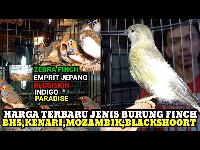 HARGA TERBARU JENIS BURUNG FINCH DI PERTENGAHAN BULAN DESEMBER KIOS HAJI ABU PASAR BURUNG PRAMUKA class=