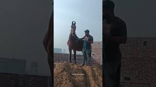 Marwari Filly Ruby 🐎