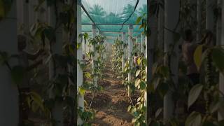 Vertical Column Black Pepper Farming using PVC Pipe