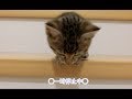 子猫のビビがまた階段に挑戦!! Second stairway of kittens
