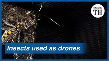 How insects are being used as drones for sensors