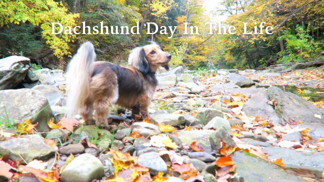 Day in the LIFE OF A MINI DACHSHUND vlog - YouTube