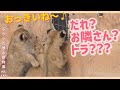 赤ちゃんトラにご挨拶?オリト幸せ、イオ大忙し!ライオン夫婦と赤ちゃんvol.155@旭山動物園/Greetings to the lion baby tiger!Interested in tiger