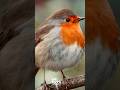The details in the plumage on this fat and fluffy Robin 👌 Absolutely stunning 😍 #photography #photo