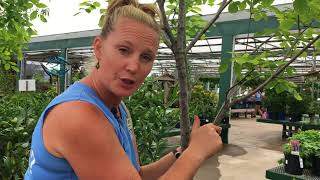 How to treat broken tree branches