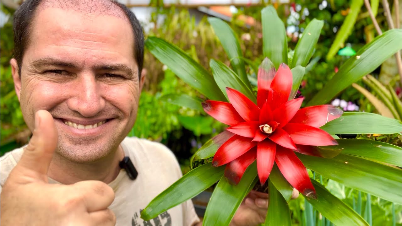 BROMÉLIA GUZMANIA COMO PLANTAR CORRETAMENTE