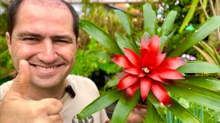 BROMÉLIA GUZMANIA COMO PLANTAR CORRETAMENTE