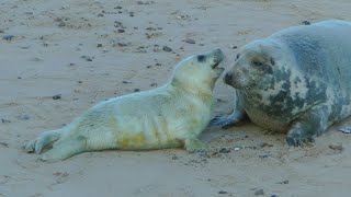 Grey seals, Horsey