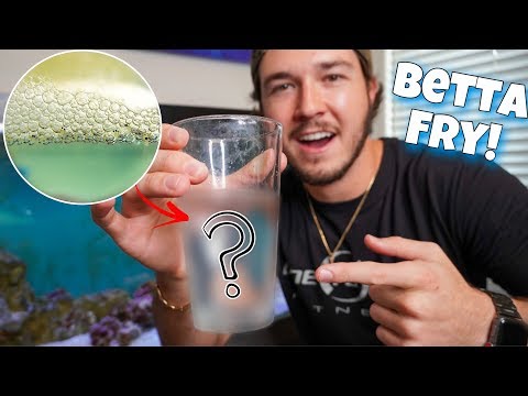 My BETTA FISH EGGS HATCHED! *Baby Betta Fry*