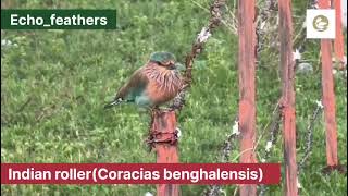 Indian roller(Coracias benghalensis)