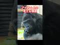Ai's thoughts on profile【東山動物園ゴリラ】
