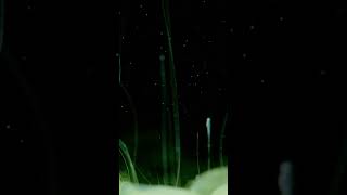 Download Lagu Wizard Man #newmusic #indierock #progrock #newrockmusic MP3