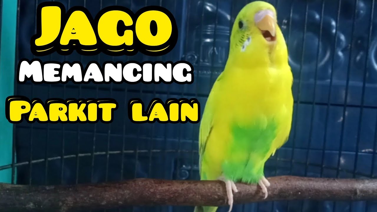 Suara panggilan burung parkit ❗langsung nyaut