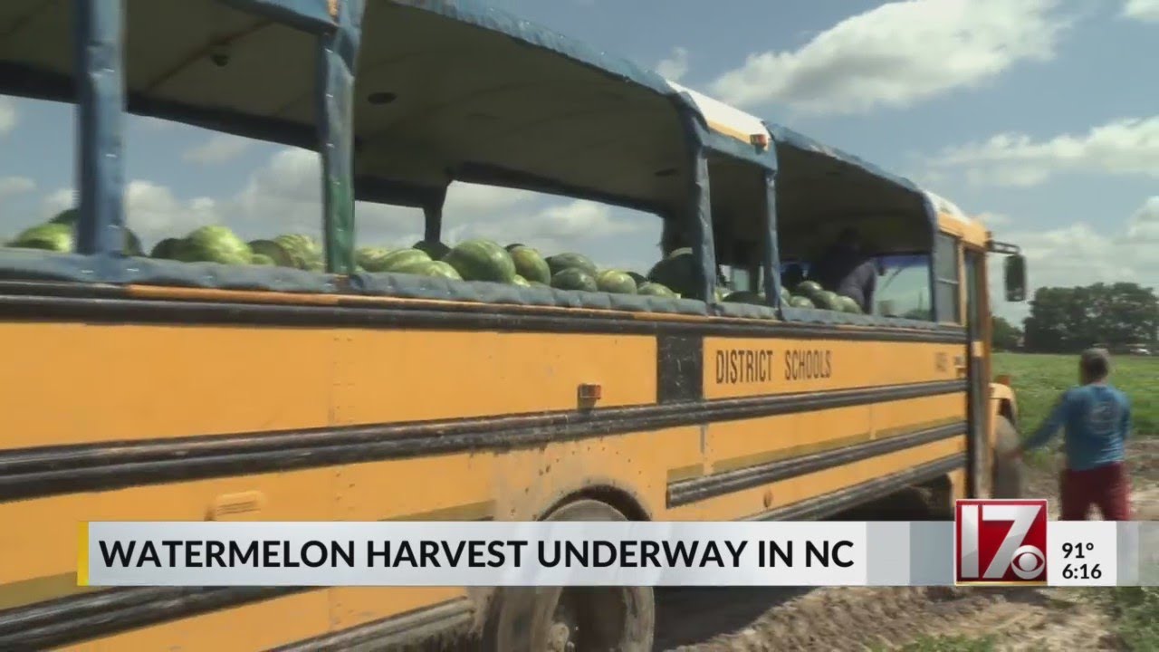 Watermelon harvest underway across North Carolina