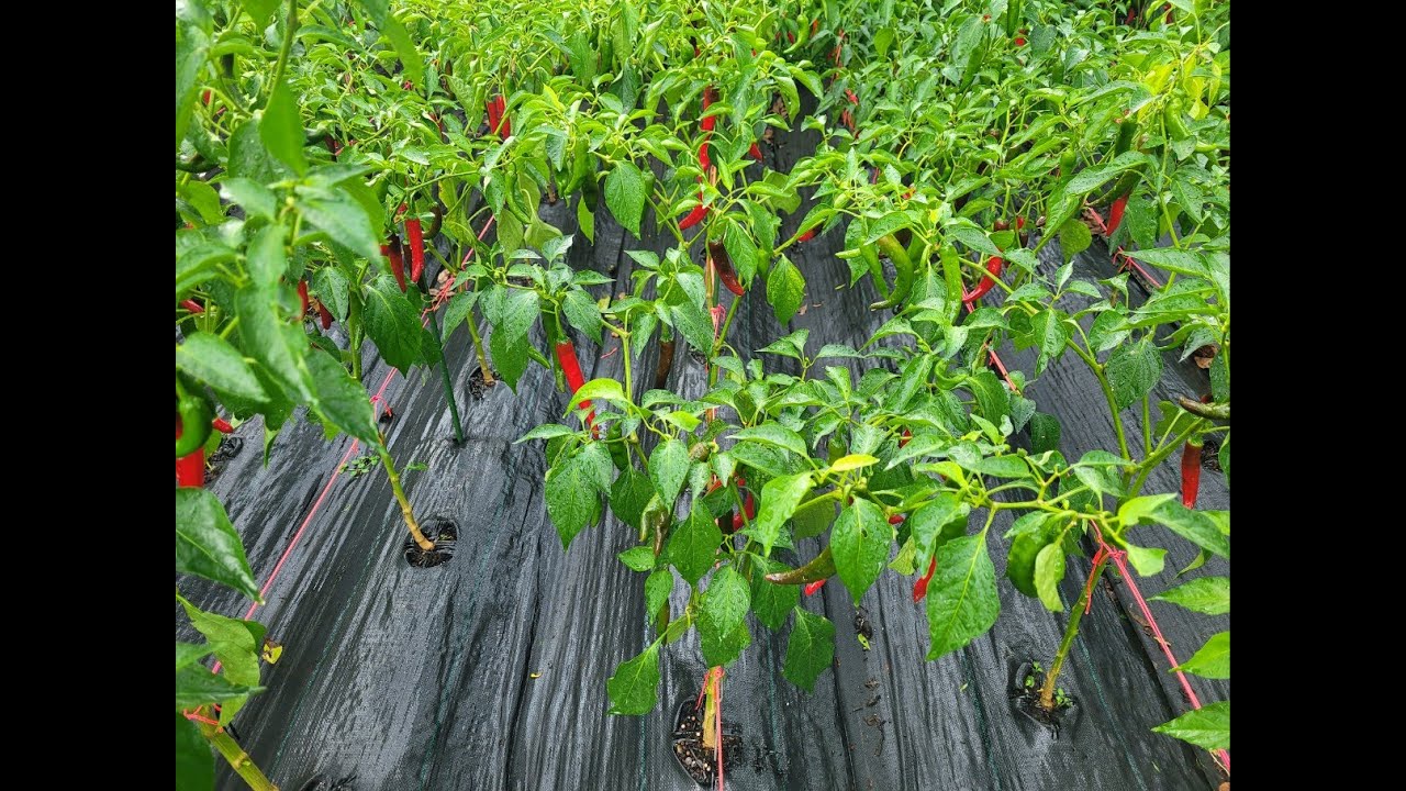 The best herbicidefree, ecofriendly way to prevent weed growth YouTube