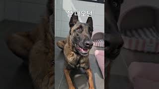 강아지가 죽기 전에 보이는 행동 3가지