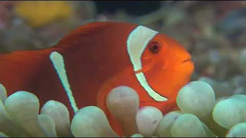 Рыбы-клоуны (род Amphiprion) и морские анемоны (отряд Actiniaria) — взаимовыгодное партнёрство.