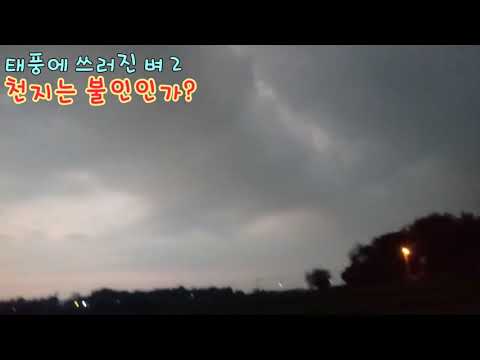 태풍에 쓰러진 벼 2