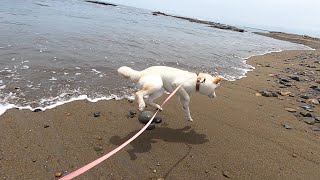 背後からの波に驚き最高のビビリ姿を見せた柴犬ｗ