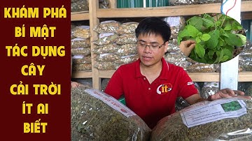 Khám Phá Bí Mật Tác Dụng Cây Cải Trời Chúng Tôi Nói Những Điều Chưa Ai Nói 0976 836 586