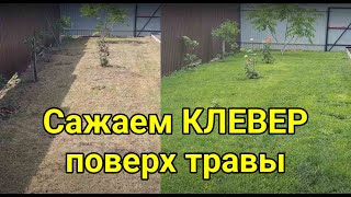 Сажаем клевер поверх травы. Клевер вместо газонной травы. Сравниваем белый клевер сорт Юра и Лифлекс