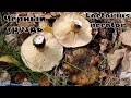 Чёрный груздь или чернушка | Lactarius necator