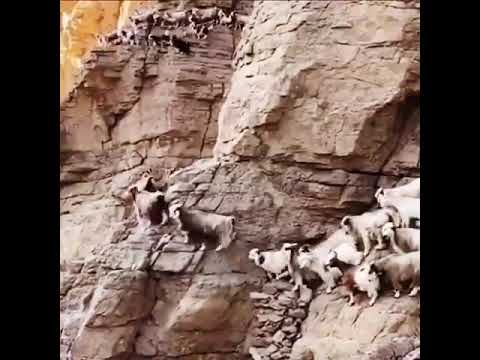 قمم الجبال ماعز عماني ف أجمل ما يكون