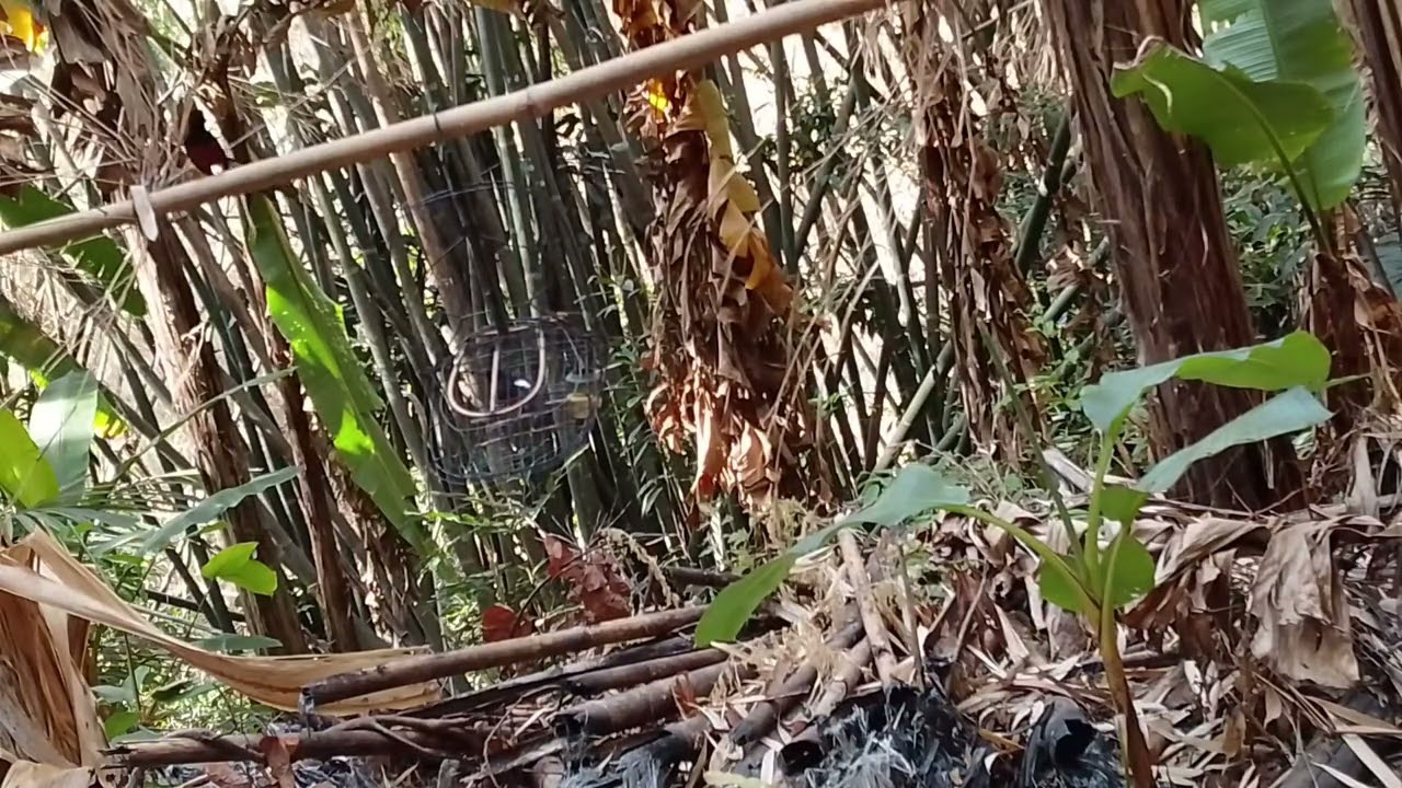 Bẫy chòe lửa năm mới 