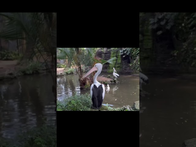 Exotic birds #birds #balibirdpark #bali class=