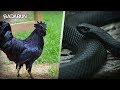 10 Animales negros que no sabías que existían