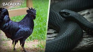 10 Animales negros que no sabías que existían