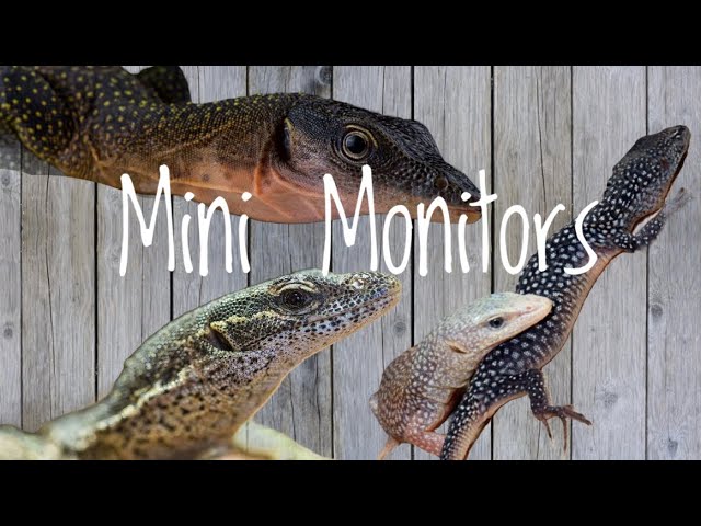 10 Of The SMALLEST Monitor Lizards On The PLANET ! 