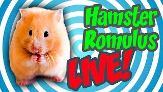 Live The Hamster Romulus Identify Сирийский Хомяк Ромул