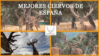 Los Ciervos Más Grandes de España [Finca Lagunes] - ¡Impresionante!- Todo caza