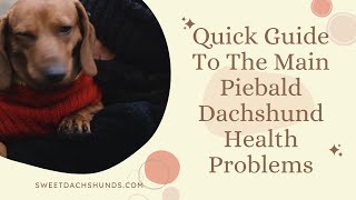 Guide To The Main Piebald Dachshund Health Problems